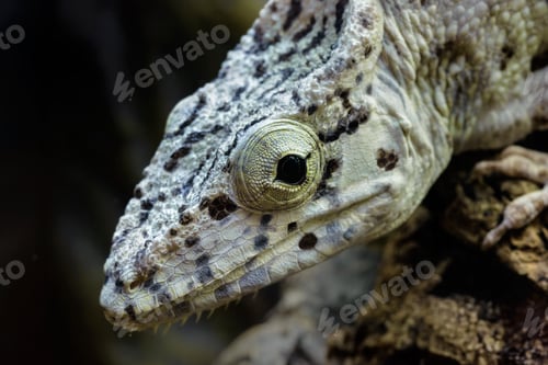 Preview: Young False Chameleon