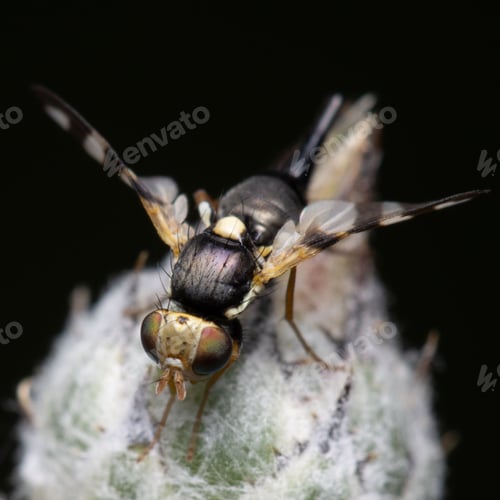 Preview: Macro shot of a Chaetopsis fly isolated on a dark background.