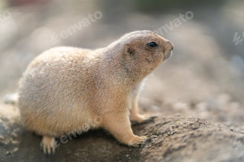 Preview: Closeup shot of a prairie dog on the blurry background