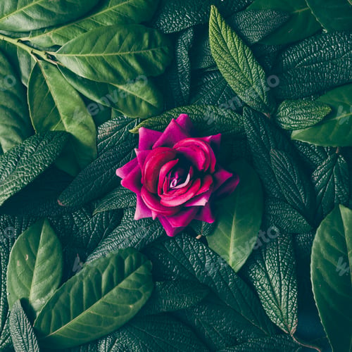 Preview: Creative layout made of green leaves and purple flower. Flat lay. Nature concept