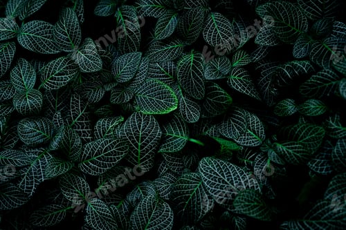 Preview: Green leaf texture on dark background. Close-up detail of indoor houseplant. Beauty house plant.