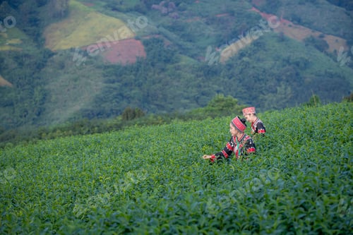 Preview: Tea garden farmers or worker wearing traditional dresser work carry basket picking green tea leaves
