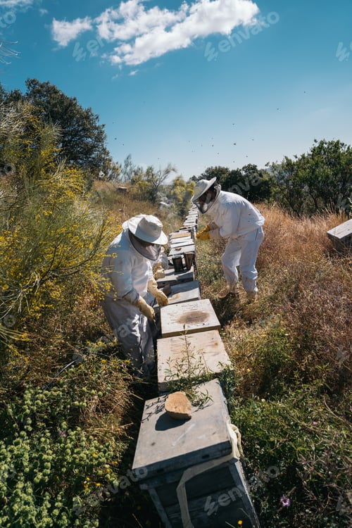 Preview: Beekeepers working to collect honey. Organic beekeeping concept.