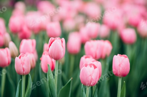 Preview: Bright spring flowers tulips. Women's Day. Mothers Day. Celebration.