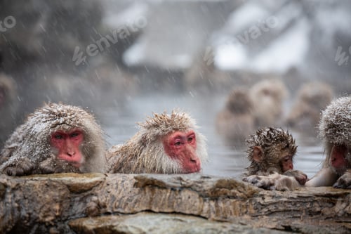 Preview: Snow monkey