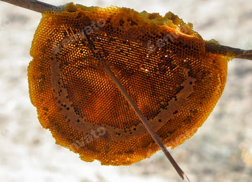 Preview: bees wax