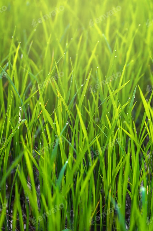 Preview: Soft focus of Paddy rice field in the morning background