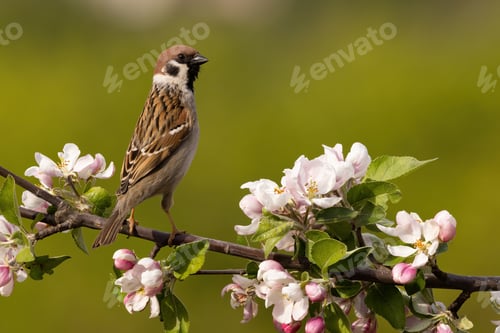 Preview: Eurasian tree sparrow resting on bough with blossom flowers