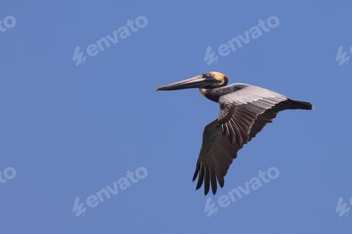 Preview: a large bird flying in the blue sky during the day