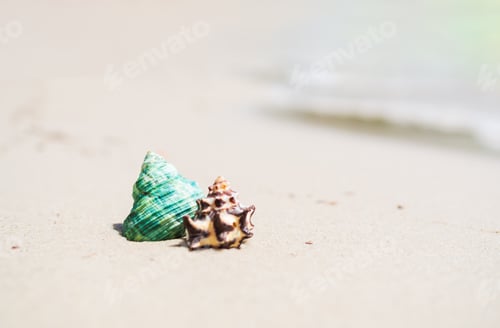 Preview: Sea Shell on Sand Beach at Coast with blur Water Sea Background