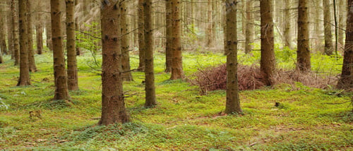 Preview: The forest in autumn. The forest in the colors of autumn.