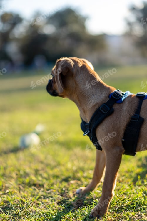 Preview: Pug Pugalier puppy at a park as the sunsets
