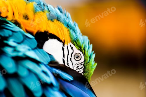 Preview: bird, parrot, Scarlet, Macaw