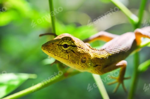 Preview: chameleon, reptile, pet, coloured, colours