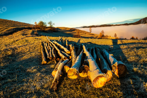 Preview: Felled trees lie on the ground in cold weather in the early morning
