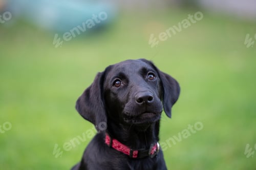 Preview: Portrait of a cute black purebred labrador retriever puppy