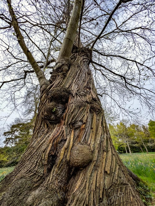 Preview: Woodland Scene - Big old tree