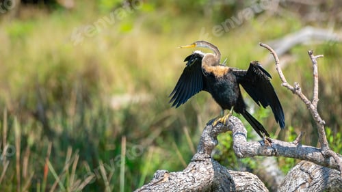 Preview: Oriental Darter drying itself with outstretched wings, perched on a fallen tree Yala National Park.