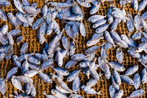 Preview: Fish drying in the sun at Negombo fish market (Lellama fish market), Negombo, West Coast of Sri Lank