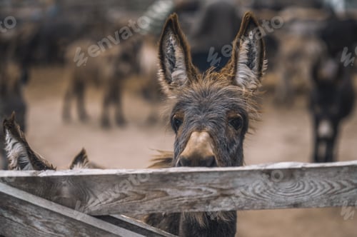 Preview: Donkey lookng throught the fence of the cattle-pen