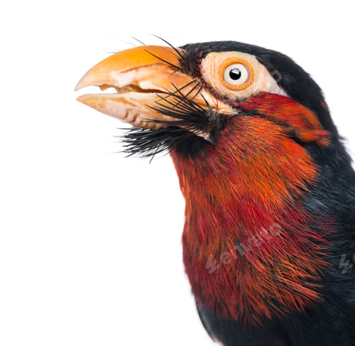 Preview: Close-up of a Bearded Barbet - Lybius dubius