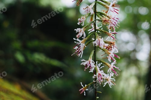 Preview: Beautiful wild flowers blooming.
