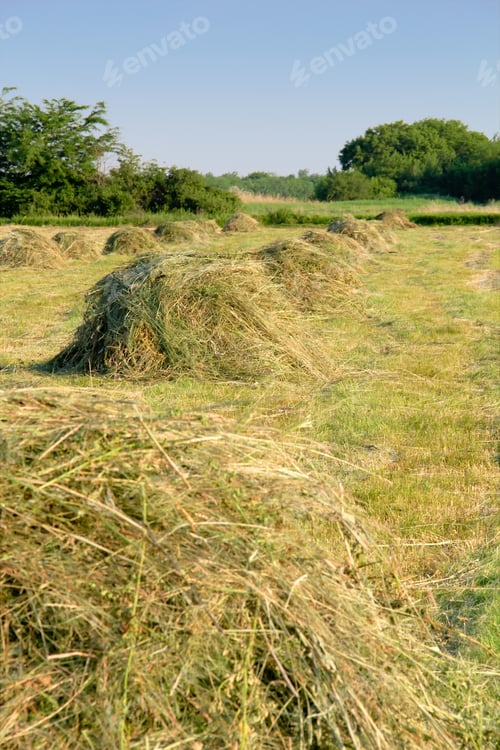 Preview: Agricultural landscape with sheafs of hay