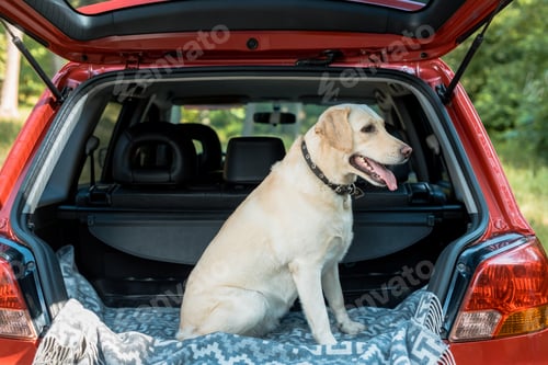 Preview: cute labrador dog sitting in trunk in red car