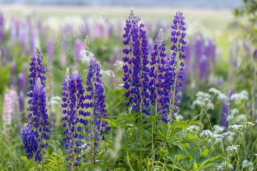 Preview: Lupine flowers in a foggy field during sunset in the Moscow region