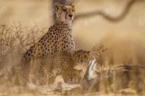 Preview: Beautiful cheetahs among the plants in the middle of the desert