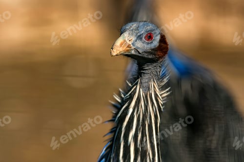 Preview: Vulturine guineafowl or Acryllium vulturinum in nature