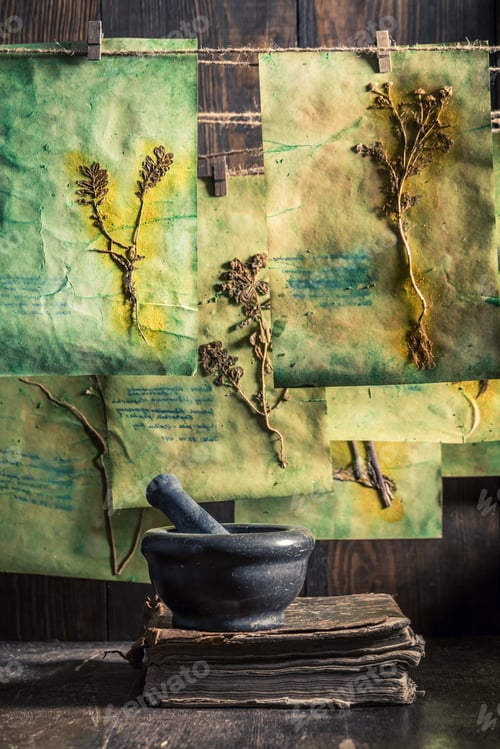 Preview: Odd herbalist workshop with plant descriptions and dried cards