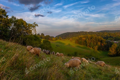 Preview: Angora goats grazing in the field