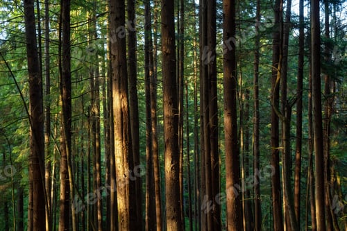 Preview: View of the Canadian Rain Forest during a vibrant sunny winter day