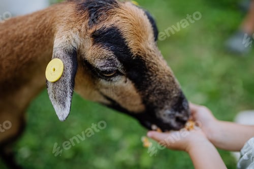 Preview: Close up of unrecognizable child feeding goat outdoor on the meadow.
