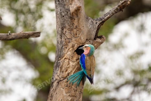 Preview: Lilac-Breasted Roller, Coracias caudatus, flying into nest.