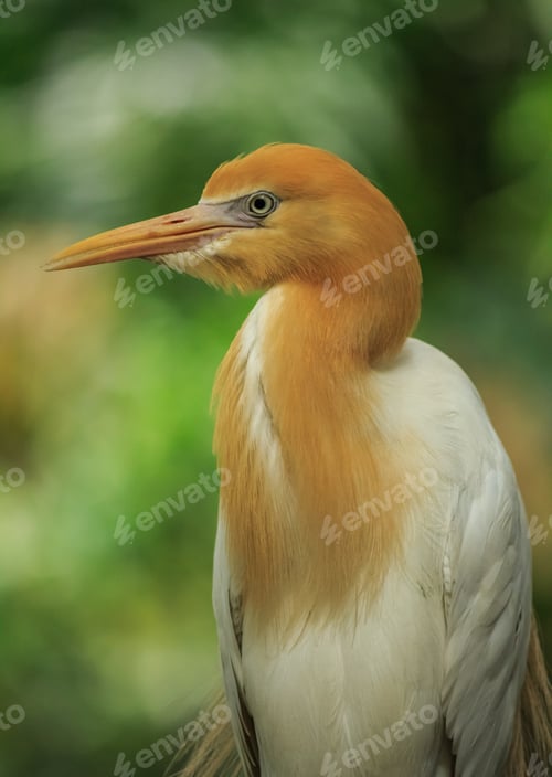 Preview: Vertical closeup shot of a cattle egret bird with blurred background