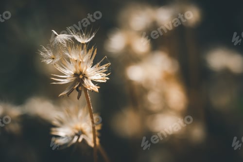 Preview: Golden Dandelion Seeds in Natural Light Macro