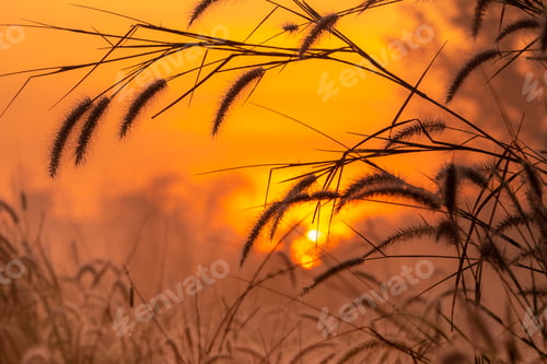 Preview: Grass flower in the morning at sunrise with golden sunshine. Flower field in rural. Orange meadow