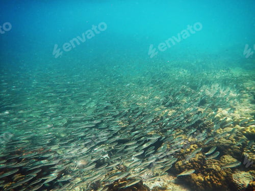 Preview: Fish and coral in the sea