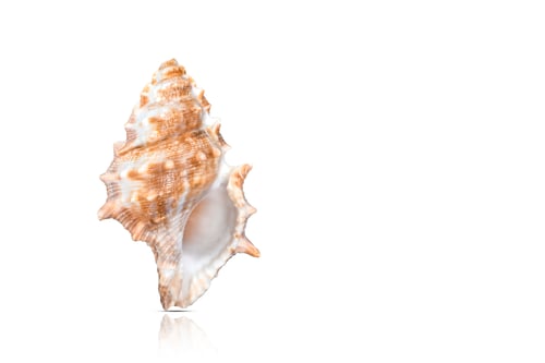 Preview: Seashell isolated cutout