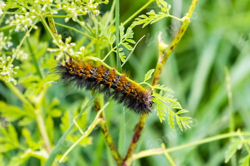 Preview: Salt Marsh Moth caterpillar (Estigmene acrea) eating the leaves of an yarrow flower, California