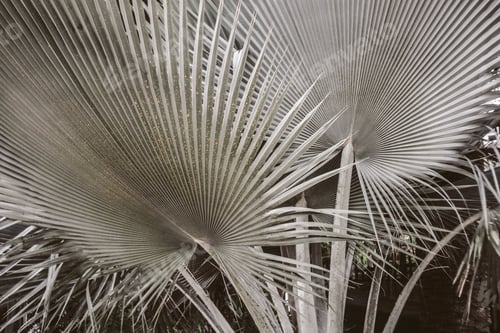 Preview: garden