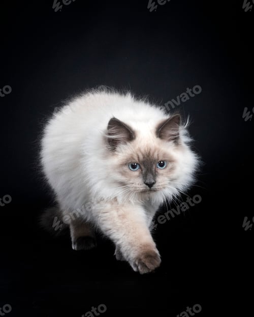 Preview: siberian cat in studio