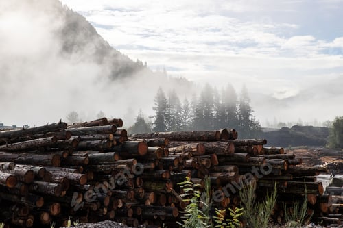 Preview: A stack of cut trees lays wet in a pile at a lumber yard after being logged from a forest
