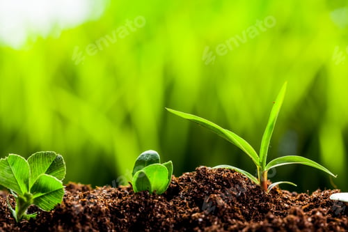 Preview: New life. Young sprout in springtime,Closeup.