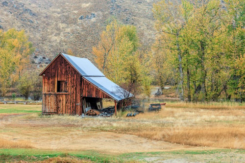 Preview: An old barn by yellowing trees in Autumn.