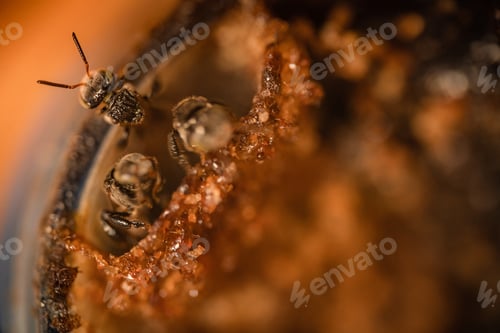 Preview: Stingless Bee