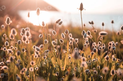 Preview: Sunny meadow
