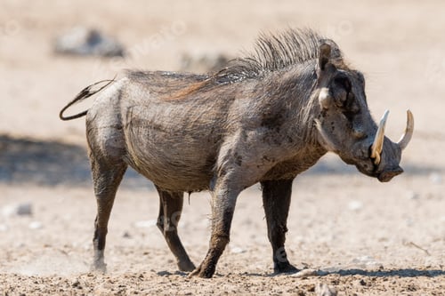 Preview: Portrait of Warthog (Phacochoerus africanus), Kalahari, Botswana Africa